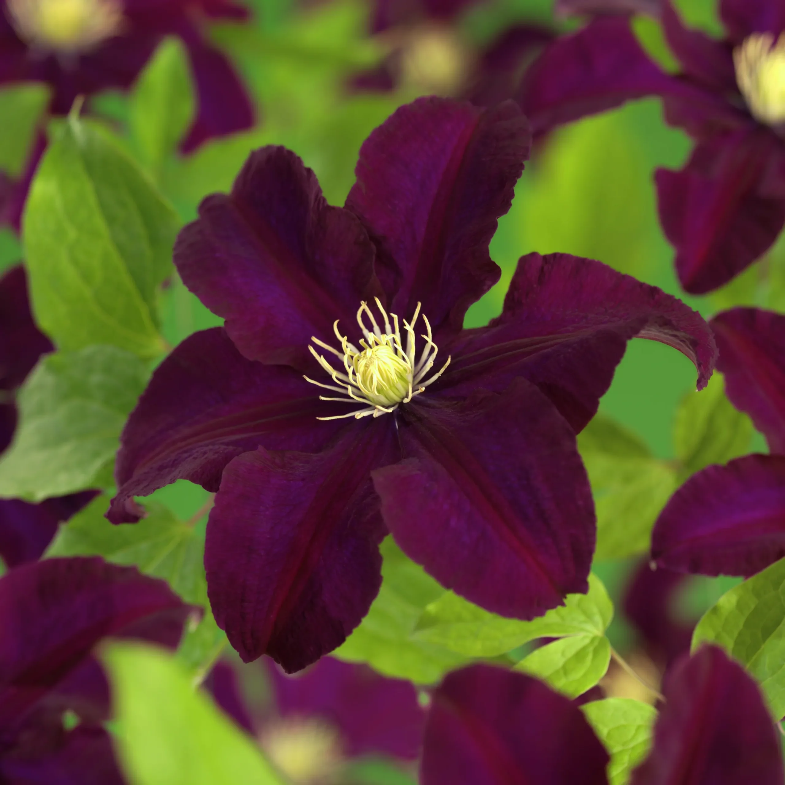 Klematis 'Warszawska Nike'