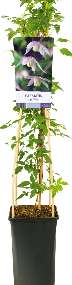 Klematis 'Willy'