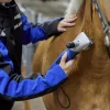 Klippmaskin DeLaval C250 nöt/häst