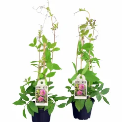 Klockranka lat. Cobaea scandens