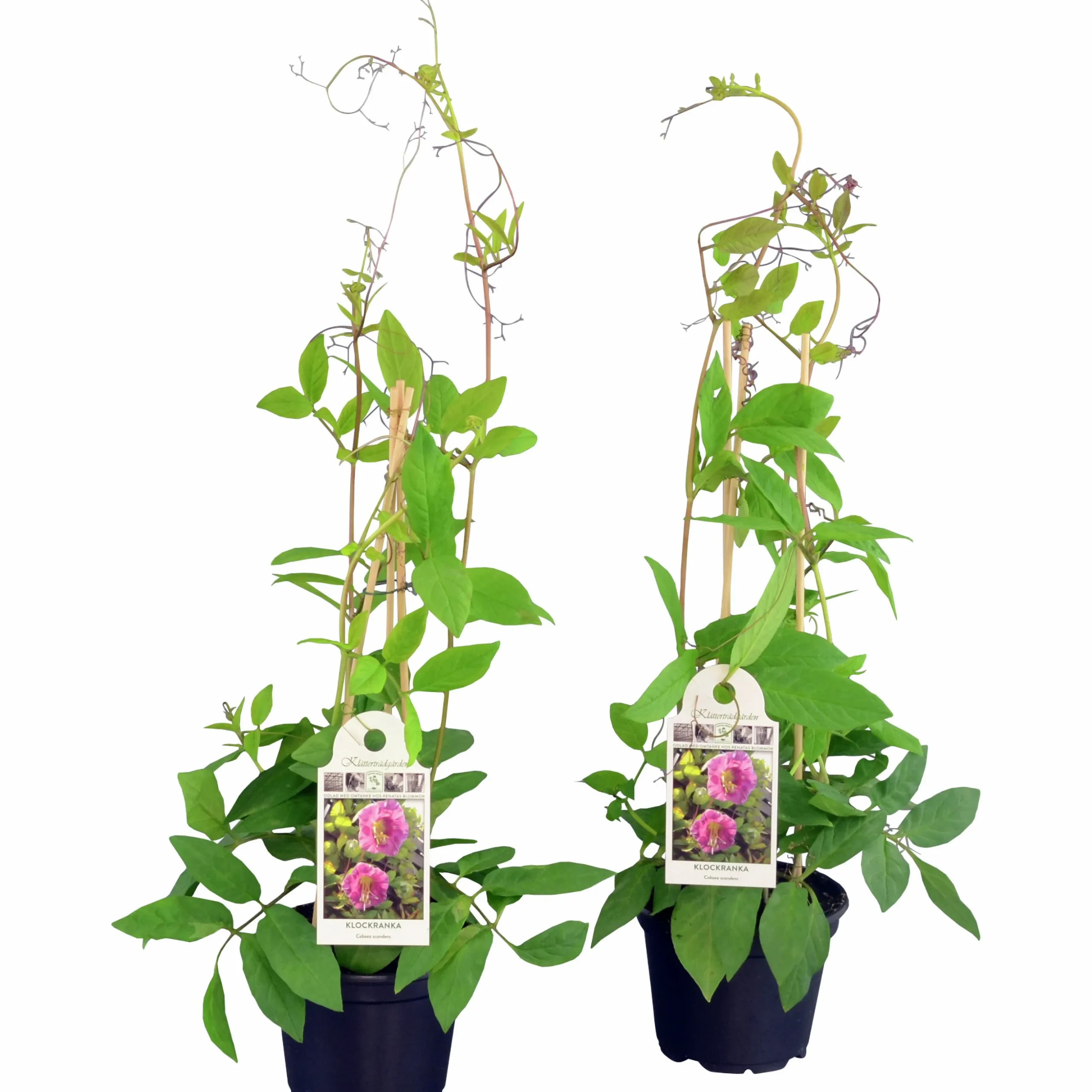 Klockranka lat. Cobaea scandens