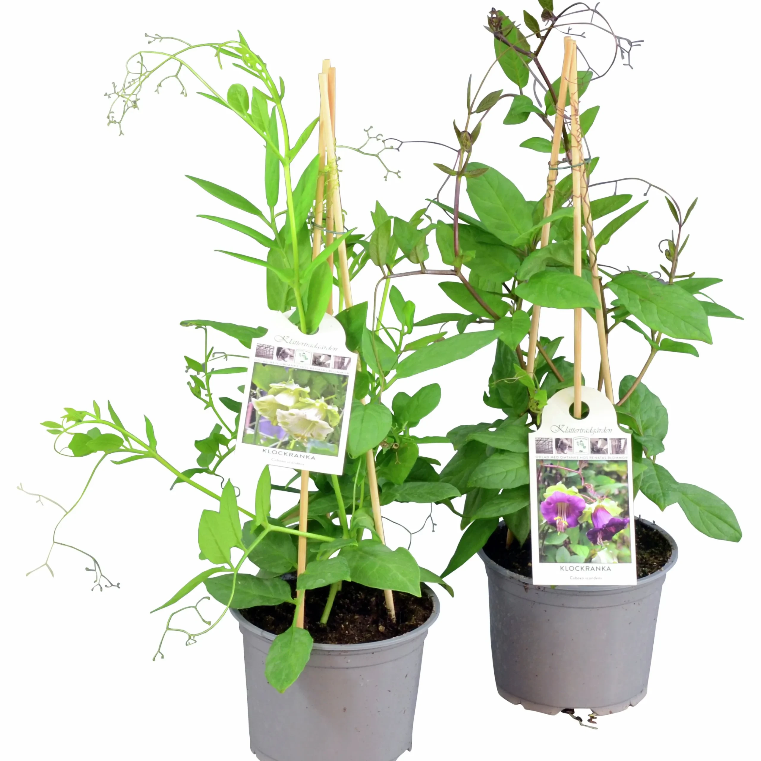 Klockranka lat. Cobaea scandens