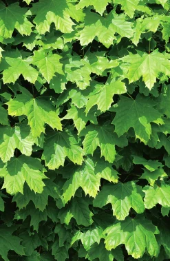 Klotlönn 'Globosum'