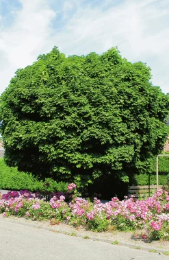 Klotlönn 'Globosum'