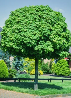 Klotlönn 'Globosum' Goliath Högstam Barrotad