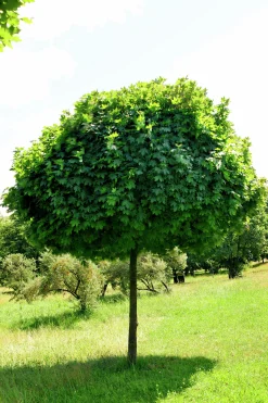 Klotlönn 'Globosum' Goliath Högstam Barrotad