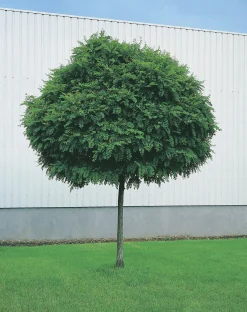 Klotrobinia