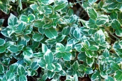 Klätterbenved 'Emerald Gaiety' Krukodlad