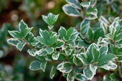 Klätterbenved 'Emerald Gaiety' Krukodlad