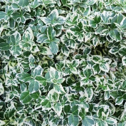 Klätterbenved 'Emerald Gaiety' Krukodlad