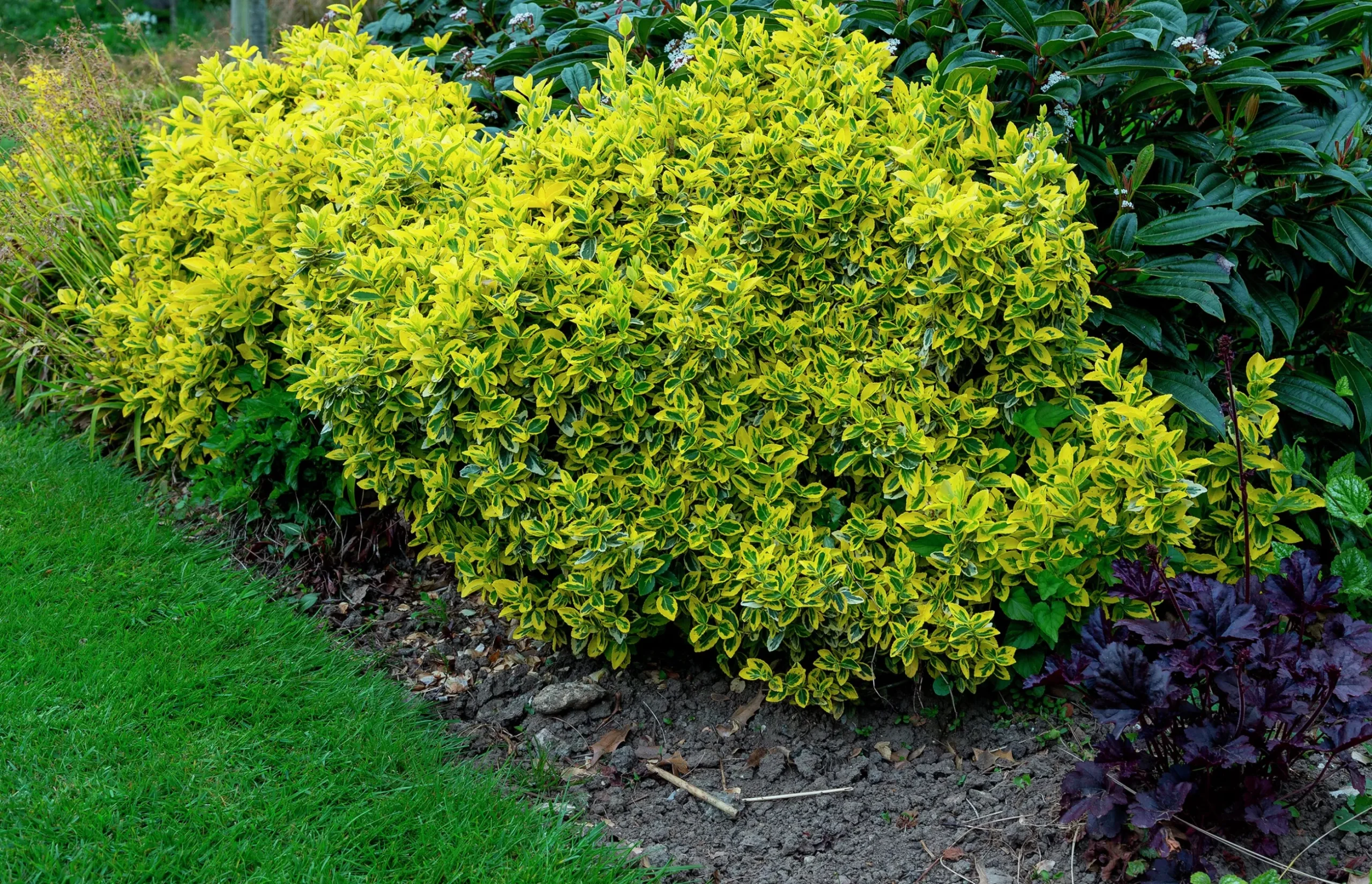 Klätterbenved 'Emerald'n'Gold' Krukodlad