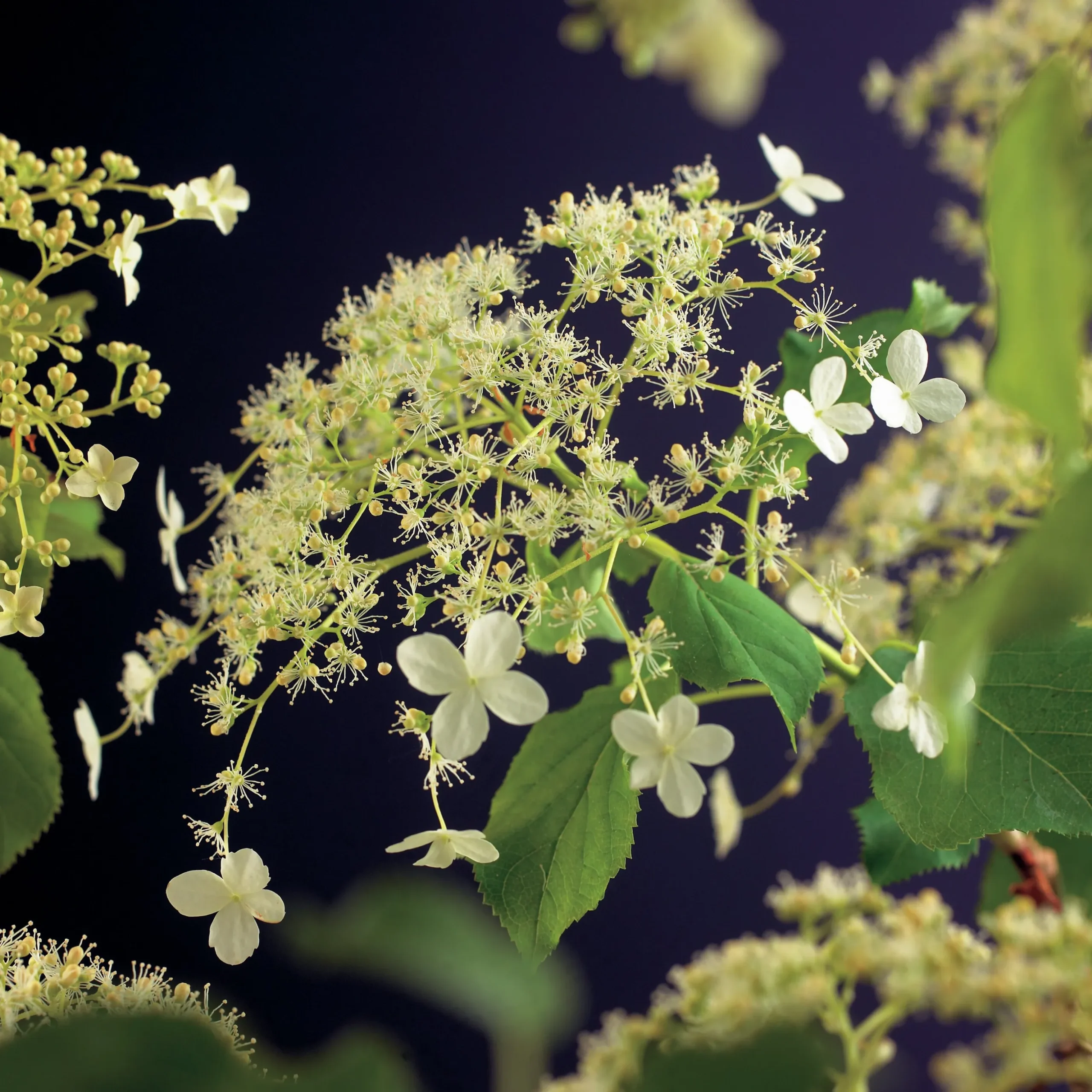 Klätterhortensia