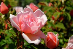 Klätterros 'Albertine' Barrotad