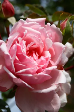 Klätterros 'Albertine' Barrotad