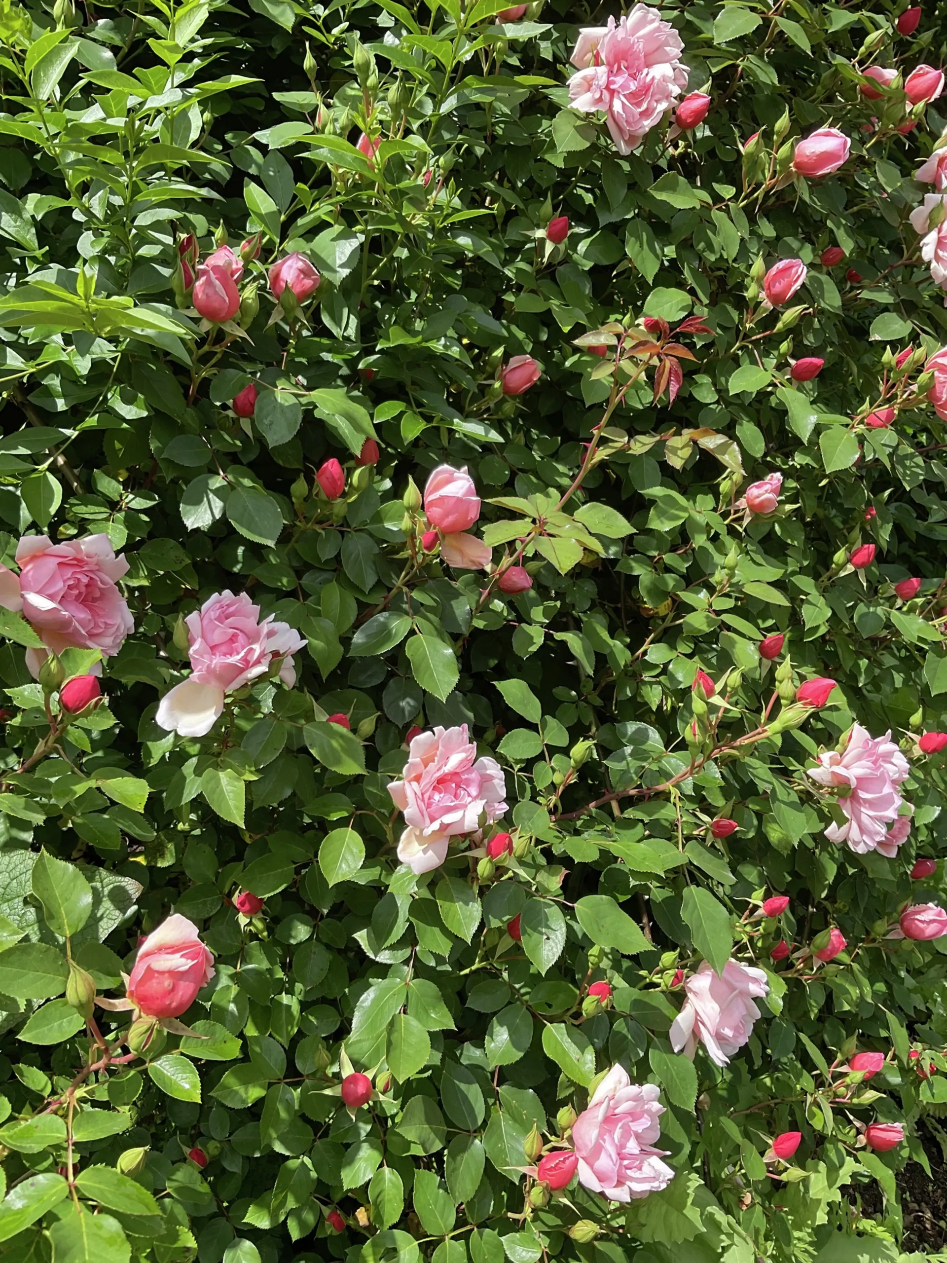 Klätterros 'Albertine' Barrotad