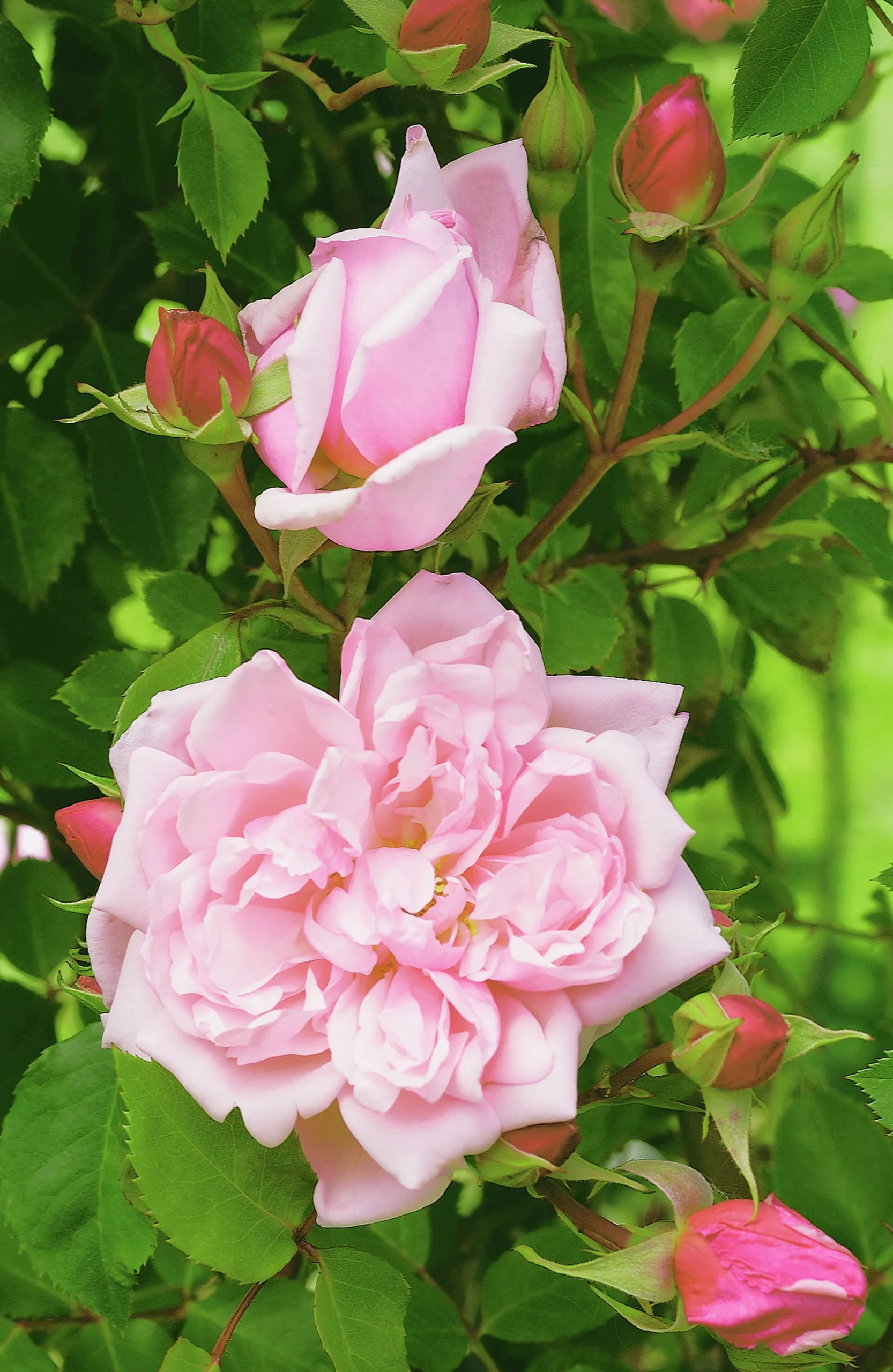 Klätterros 'Albertine' Barrotad