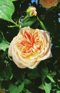 Klätterros 'Alchymist' Barrotad