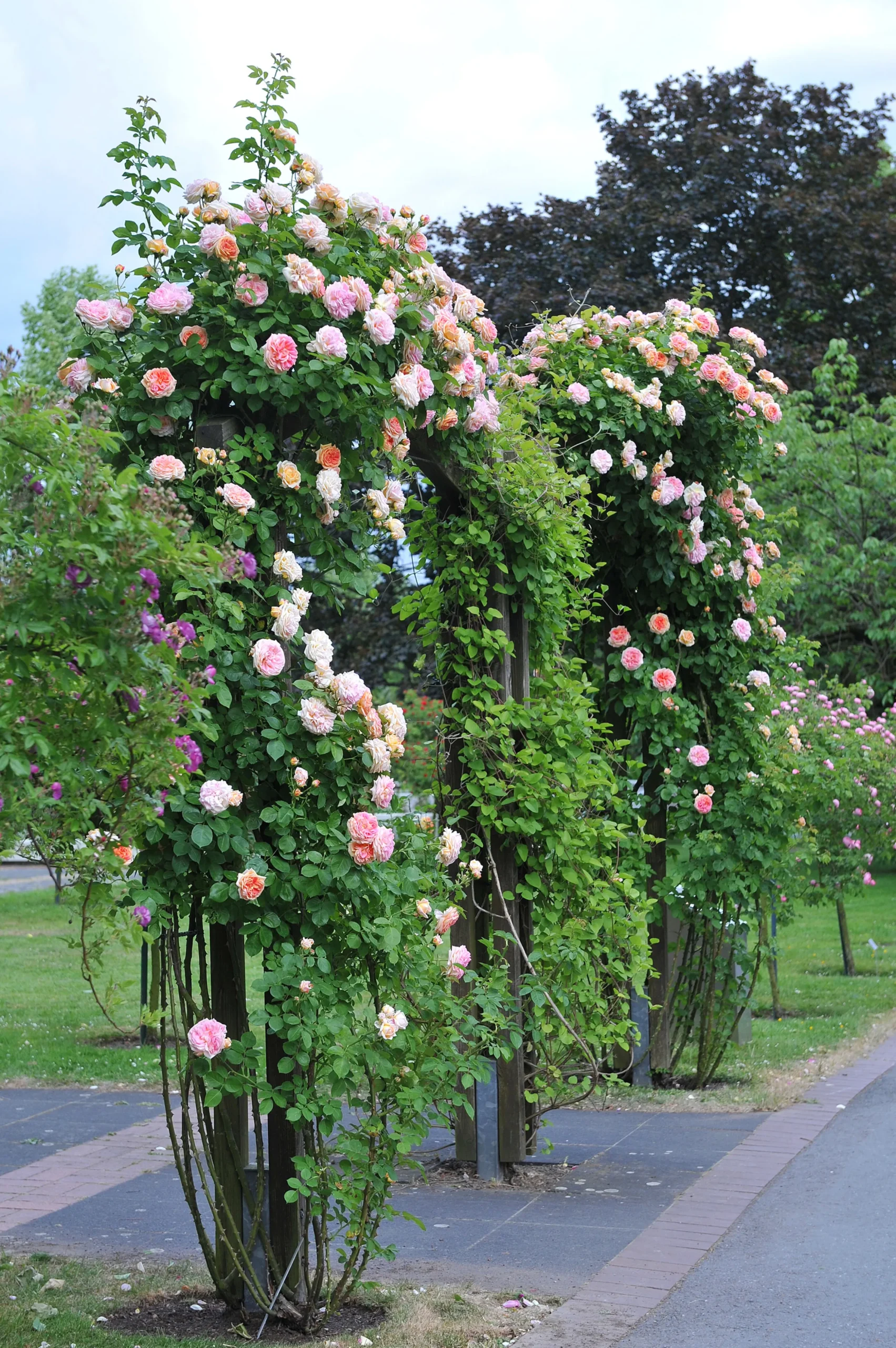 Klätterros 'Alchymist' Barrotad