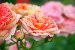 Klätterros 'Alchymist' Barrotad
