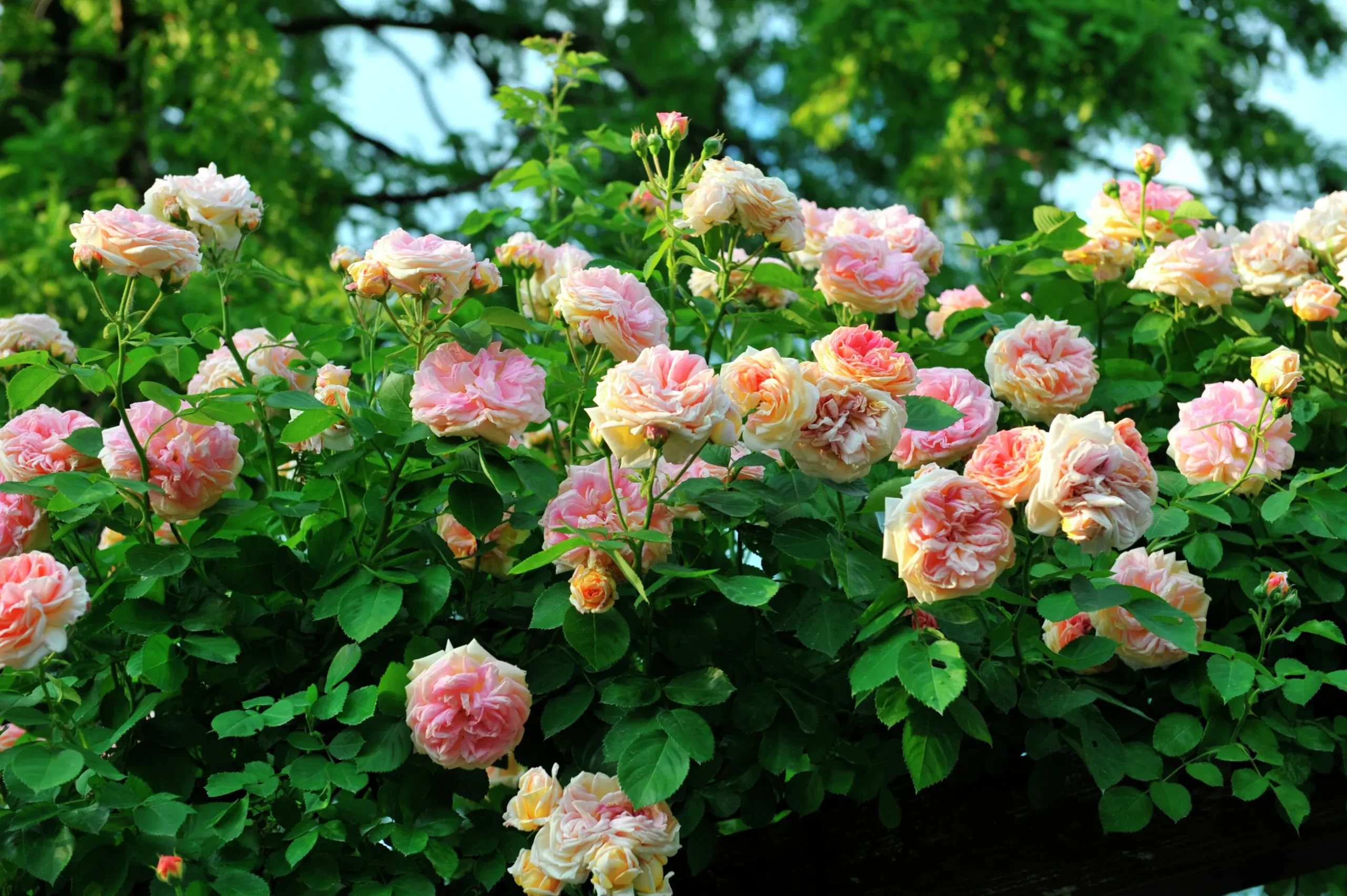 Klätterros 'Alchymist' Barrotad