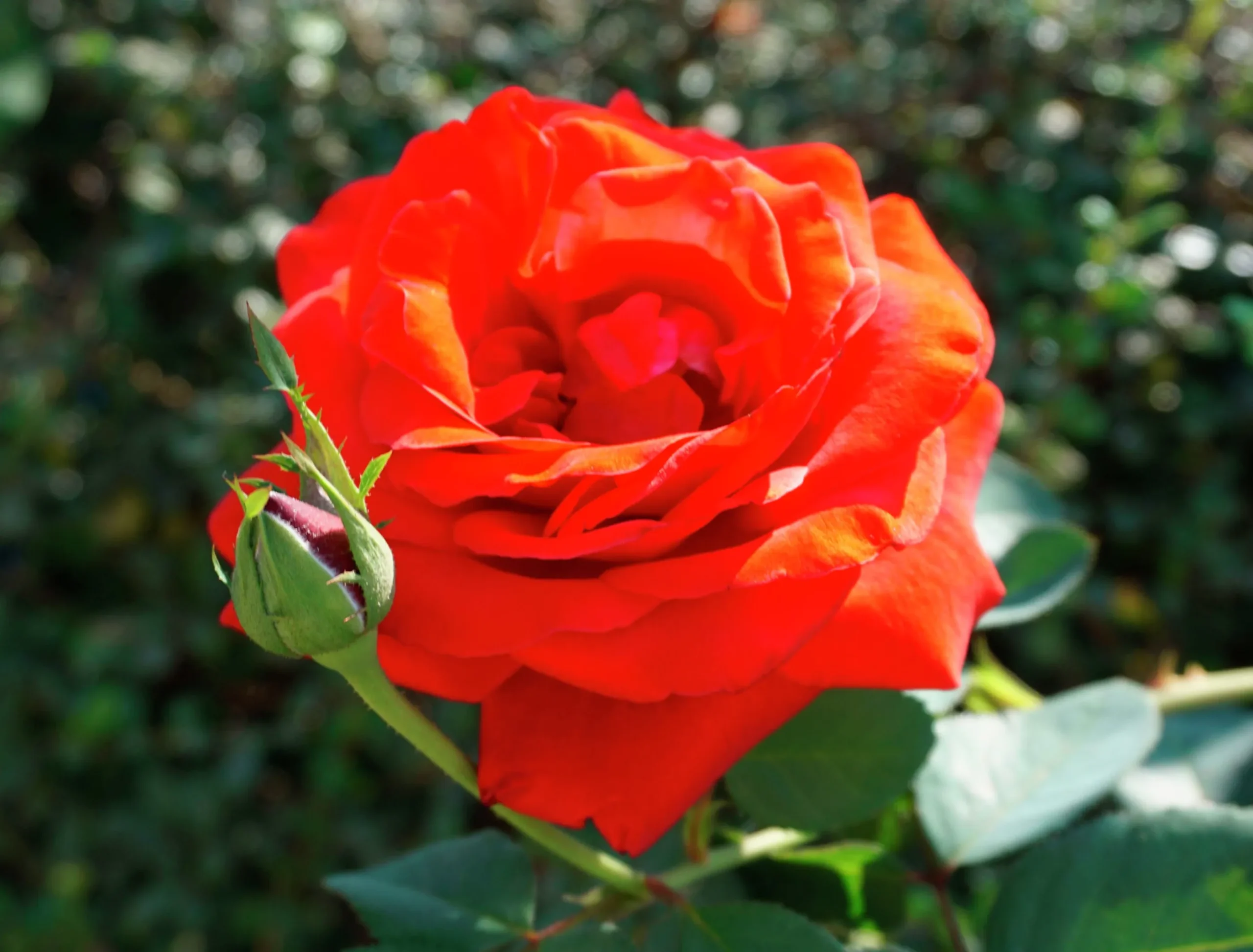Klätterros 'Brilliant' 'Korbisch' Barrotad