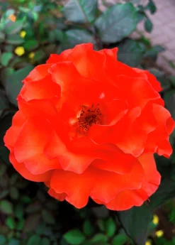 Klätterros 'Brilliant' 'Korbisch' Barrotad