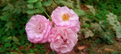 Klätterros 'Climbing Bonica' syn. 'Climbing Canibo' Barrotad