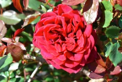 Klätterros 'Crazy in Love Red' Barrotad