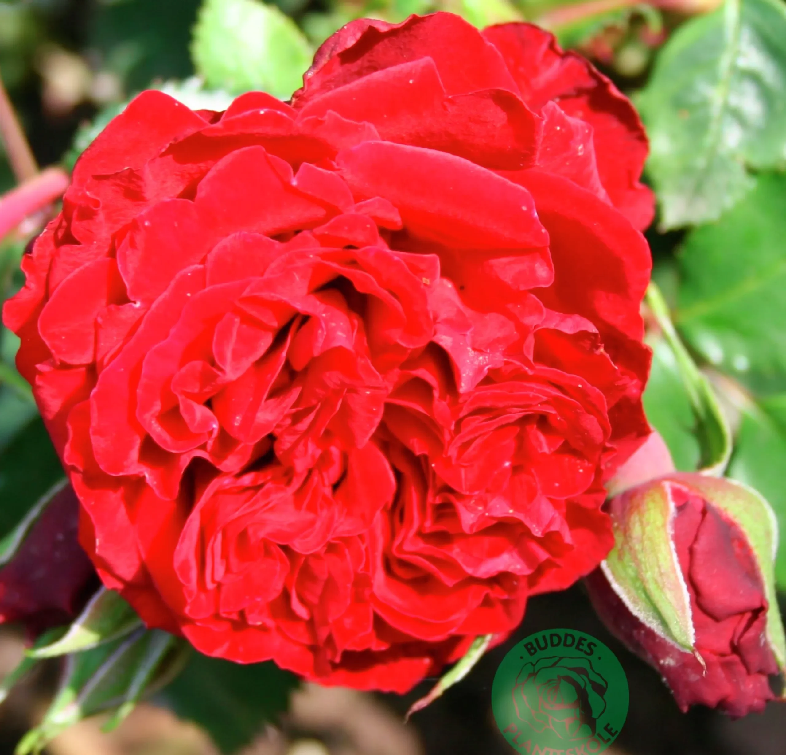 Klätterros 'Crazy in Love Red' Barrotad