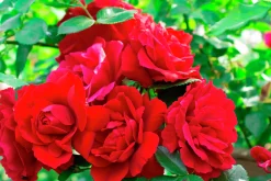 Klätterros 'Flammentanz' 'Korflata' Barrotad
