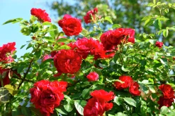 Klätterros 'Flammentanz' 'Korflata' Barrotad