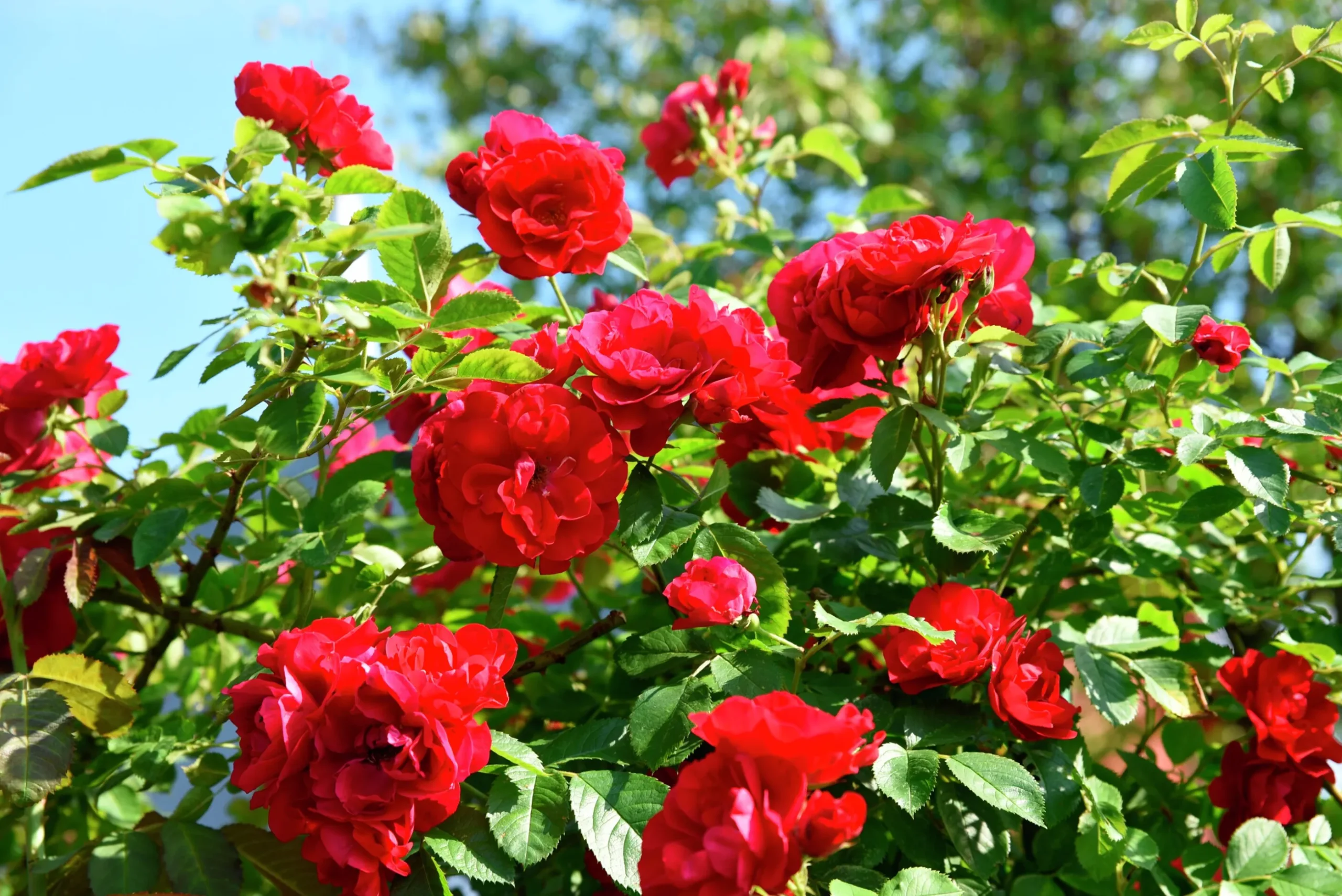 Klätterros 'Flammentanz' 'Korflata' Barrotad