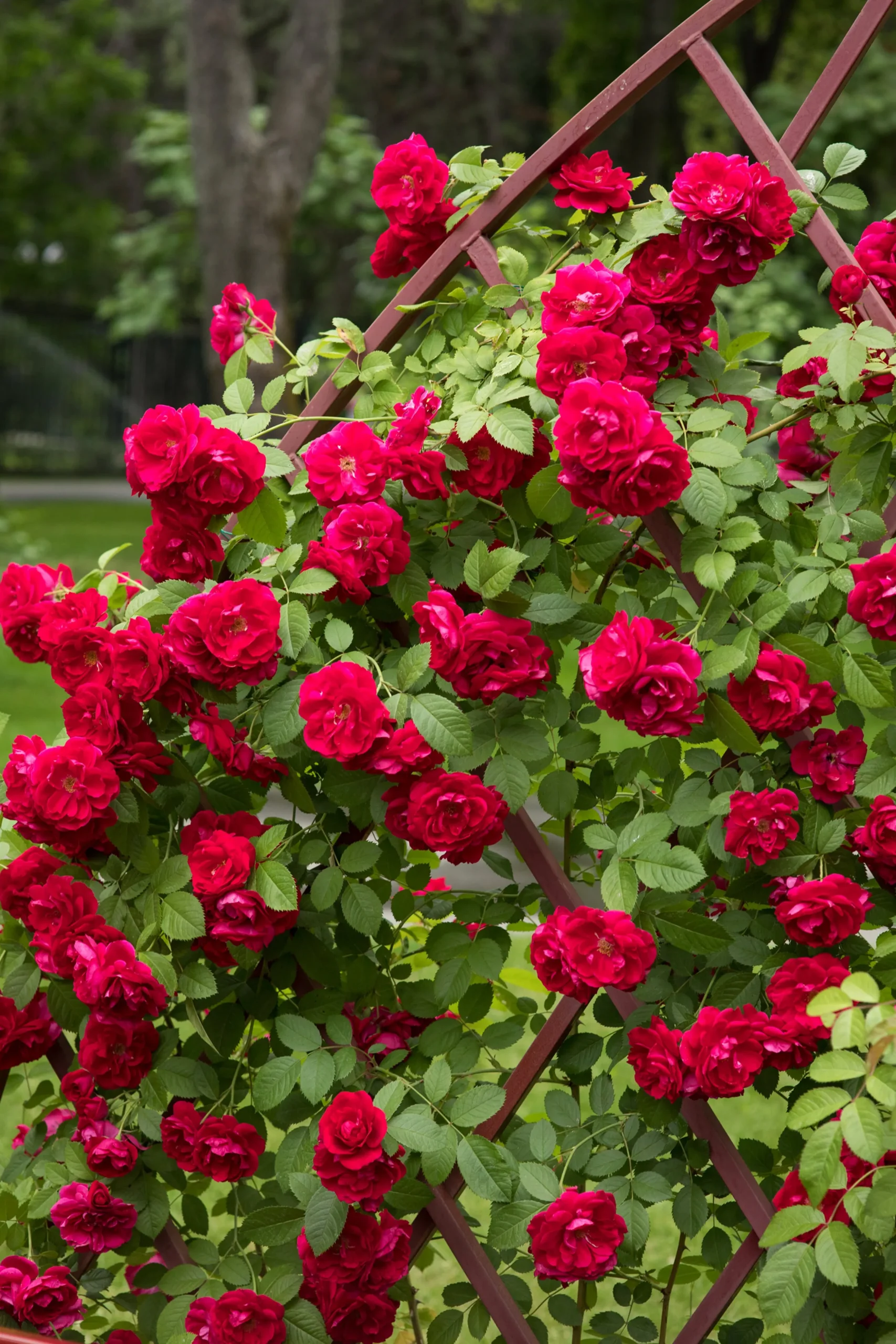 Klätterros 'Flammentanz' 'Korflata' Barrotad