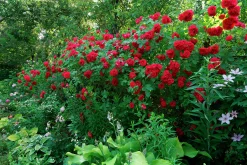 Klätterros 'Flammentanz' 'Korflata' Barrotad