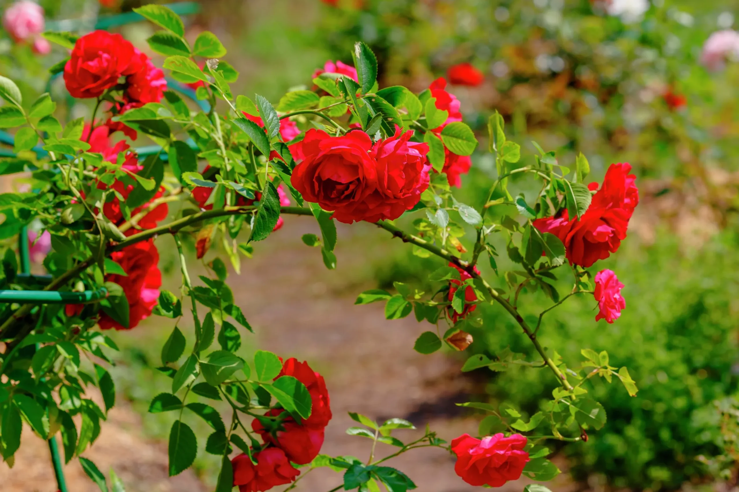 Klätterros 'Flammentanz' 'Korflata' Barrotad