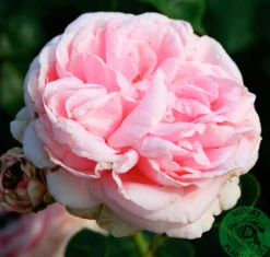 Klätterros 'Giardina' 'Tan97286' Barrotad