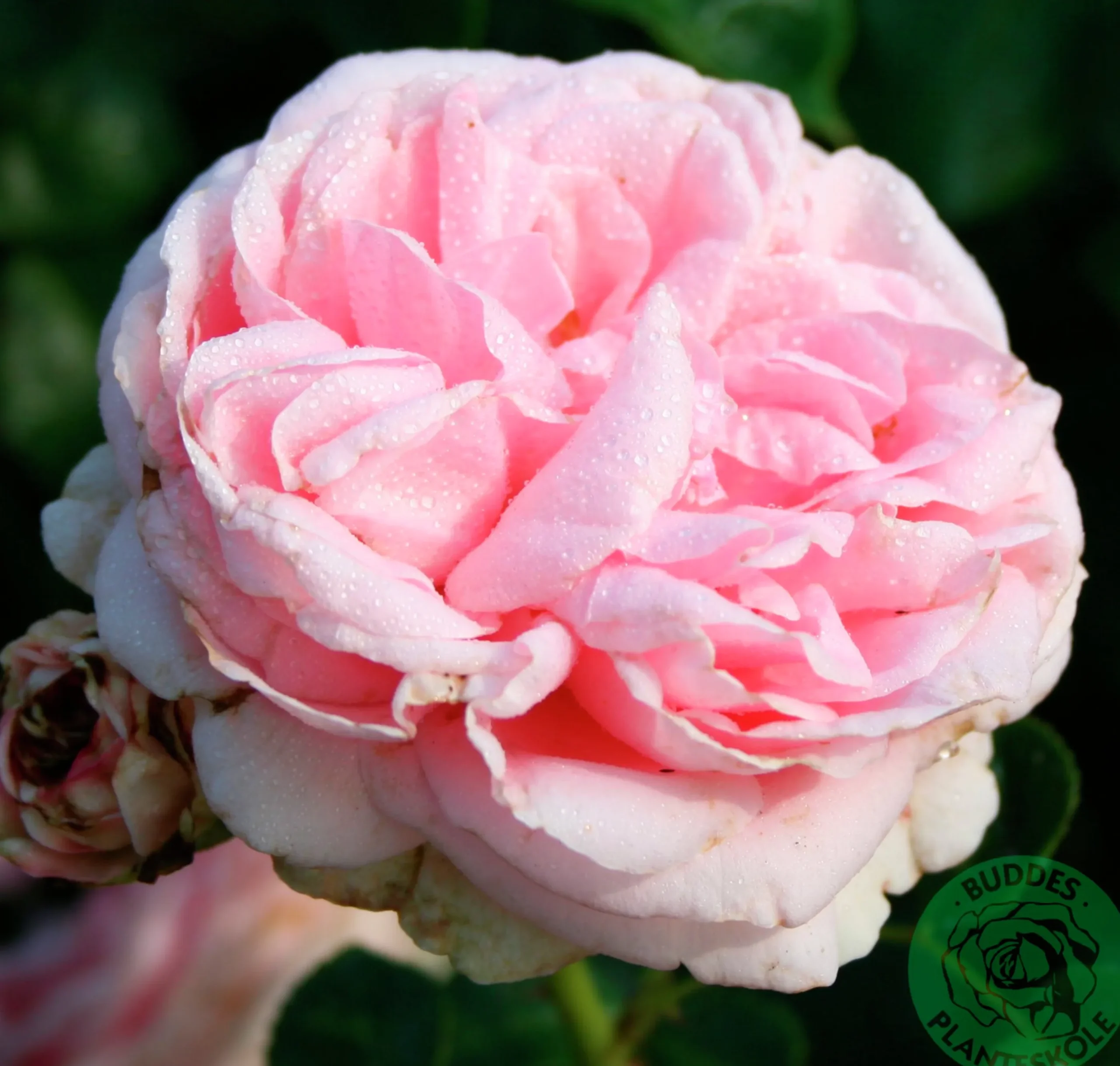 Klätterros 'Giardina' 'Tan97286' Barrotad