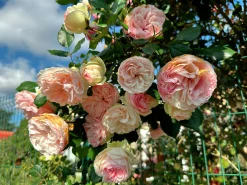 Klätterros 'Giardina' 'Tan97286' Barrotad