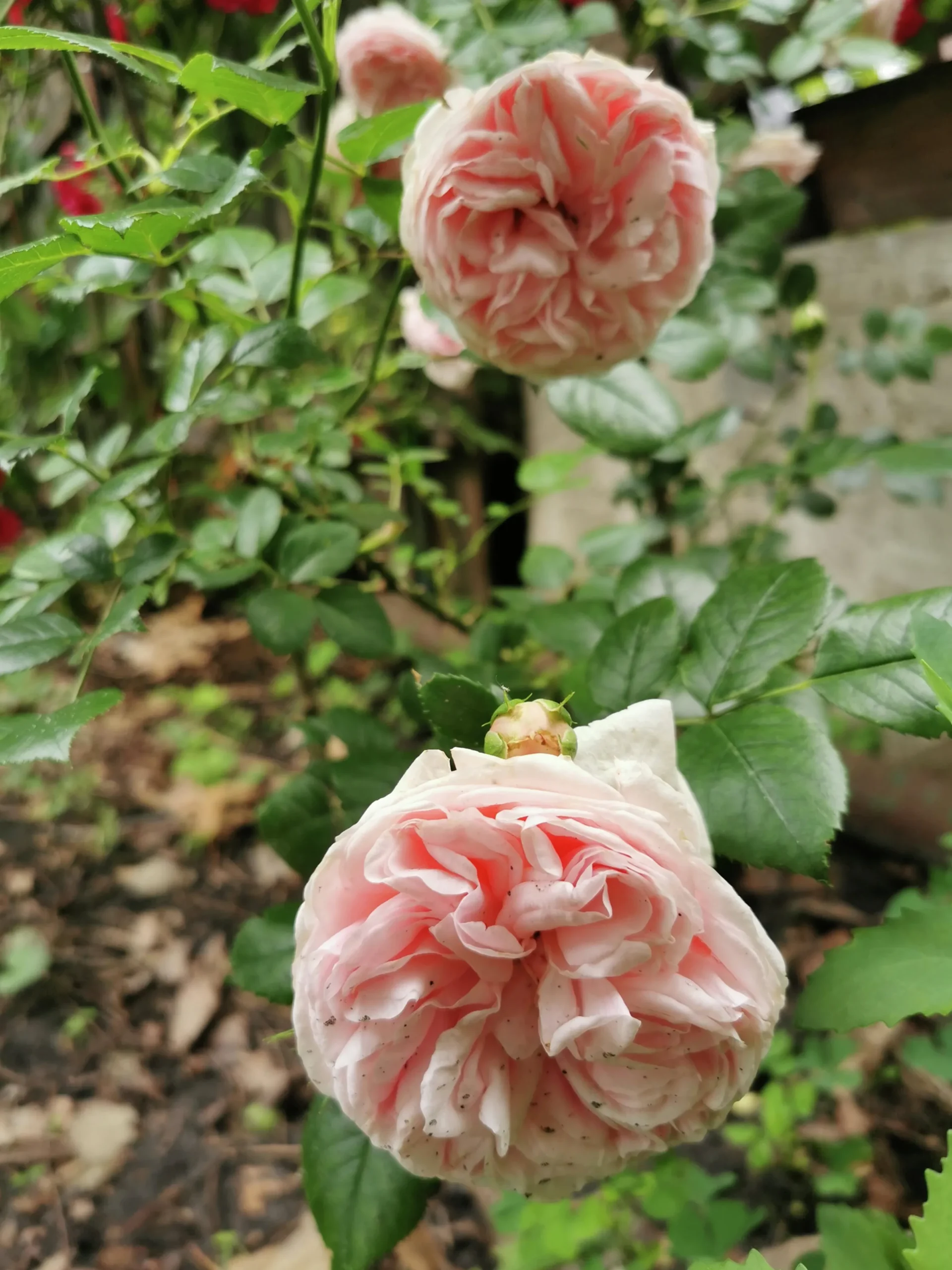 Klätterros 'Giardina' 'Tan97286' Barrotad