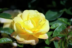 Klätterros 'Goldstern' 'Tantern' Barrotad