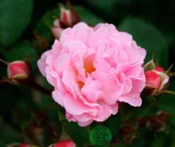 Klätterros 'Rosenholm' 'Poulover' Barrotad