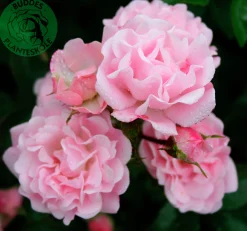 Klätterros 'Rosenholm' 'Poulover' Barrotad