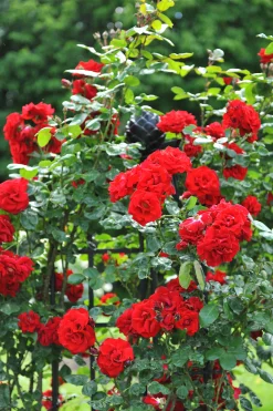 Klätterros 'Santana' 'Tanklesant' Barrotad
