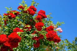 Klätterros 'Santana' 'Tanklesant' Barrotad