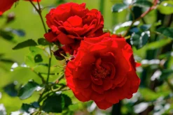 Klätterros 'Santana' 'Tanklesant' Barrotad
