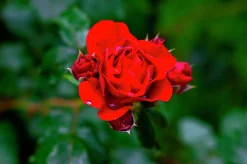 Klätterros 'Santana' 'Tanklesant' Barrotad