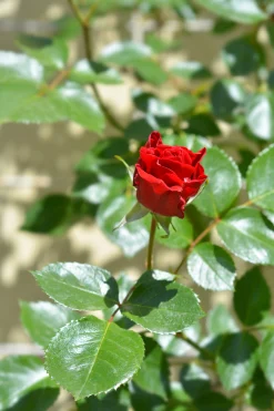 Klätterros 'Sympathie' Barrotad