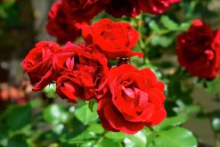 Klätterros 'Sympathie' Barrotad