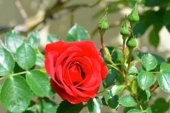 Klätterros 'Sympathie' Barrotad
