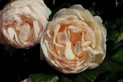 Klätterros 'Uetersener Klosterrose' 'Tan99176' Barrotad